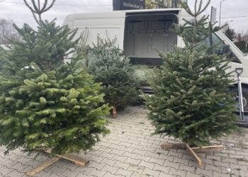 20.12.2025. Sandomierz. Choinka / Fot. Grażyna Szlęzak-Wójcik - Radio Kielce