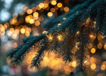 Wypożycz choinkę na święta i wesprzyj schronisko - Radio Kielce Wypożycz choinkę na święta i wesprzyj schronisko