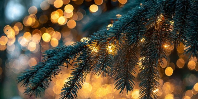 Wypożycz choinkę na święta i wesprzyj schronisko - Radio Kielce Wypożycz choinkę na święta i wesprzyj schronisko