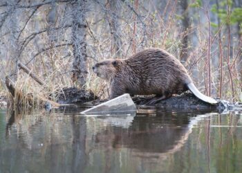 Zniszczone tamy bobrowe nad Nidą. Minister klimatu interweniuje - Radio Kielce Źródło: canva.com