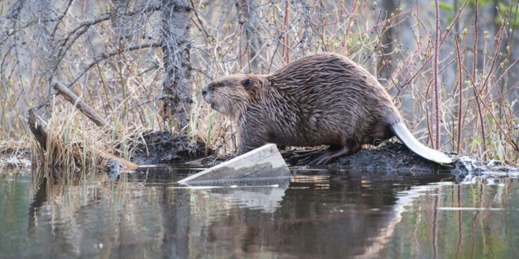 Źródło: canva.com