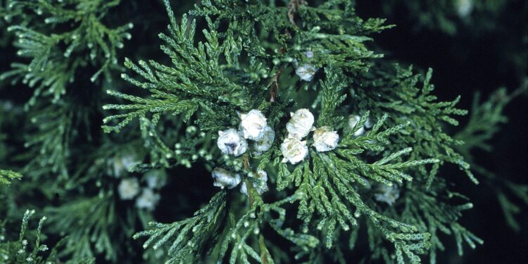 Cyprysik w roli choinki? Prezentuje się doskonale - Radio Kielce Cyprysik w roli choinki? Prezentuje się doskonale