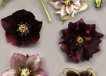 Modne kwiaty na Boże Narodzenie. Popularny czekoladowy ciemiernik - Radio Kielce Modne kwiaty na Boże Narodzenie. Popularny czekoladowy ciemiernik