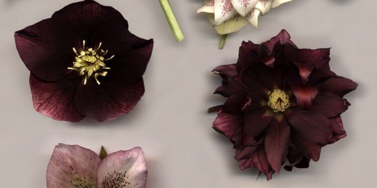 Modne kwiaty na Boże Narodzenie. Popularny czekoladowy ciemiernik