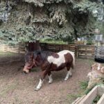 Szkoła w Oblęgorku zmieniła się w zwierzyniec - Radio Kielce 15.12.2025. Oblęgorek. Szopka przy szkole / Fot. Daniel Lenart - Radio Kielce