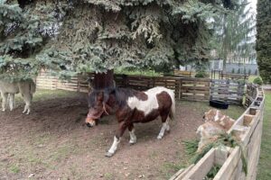 Szkoła w Oblęgorku zmieniła się w zwierzyniec - Radio Kielce 15.12.2025. Oblęgorek. Szopka przy szkole / Fot. Daniel Lenart - Radio Kielce