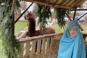 Szkoła w Oblęgorku zmieniła się w zwierzyniec - Radio Kielce 15.12.2025. Oblęgorek. Szopka przy szkole / Fot. Daniel Lenart - Radio Kielce