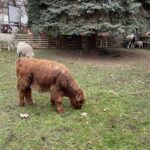 Szkoła w Oblęgorku zmieniła się w zwierzyniec - Radio Kielce Szkoła w Oblęgorku zmieniła się w zwierzyniec