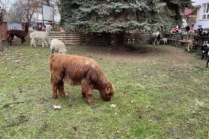 Szkoła w Oblęgorku zmieniła się w zwierzyniec - Radio Kielce Szkoła w Oblęgorku zmieniła się w zwierzyniec