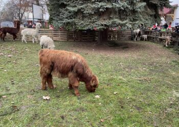 Szkoła w Oblęgorku zmieniła się w zwierzyniec - Radio Kielce Szkoła w Oblęgorku zmieniła się w zwierzyniec