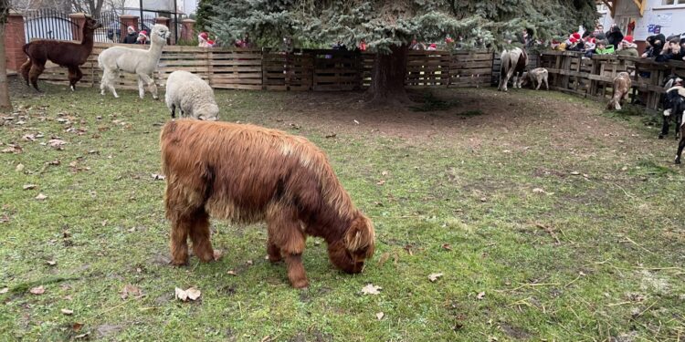 Szkoła w Oblęgorku zmieniła się w zwierzyniec - Radio Kielce Szkoła w Oblęgorku zmieniła się w zwierzyniec