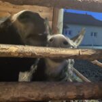 Kuc i osioł w żywej szopce - Radio Kielce Żywa szopka w Sandomierzu / Fot. Grażyna Szlęzak-Wójcik - Radio Kielce