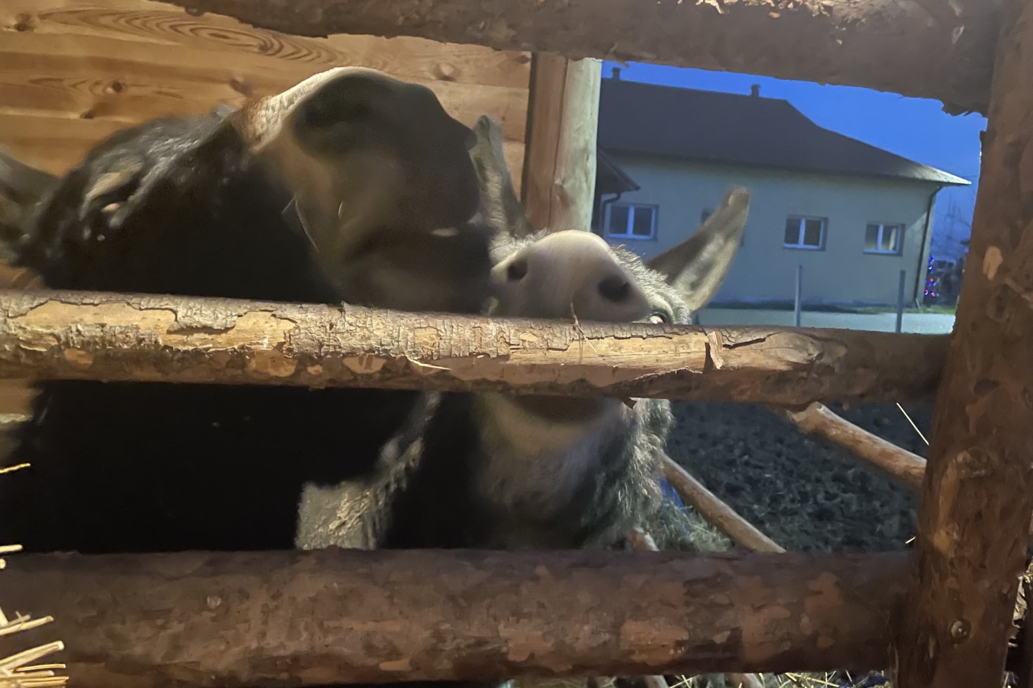 Kuc i osioł w żywej szopce