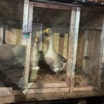 Kuc i osioł w żywej szopce - Radio Kielce Żywa szopka w Sandomierzu / Fot. Grażyna Szlęzak-Wójcik - Radio Kielce