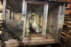 Żywa szopka w Sandomierzu / Fot. Grażyna Szlęzak-Wójcik - Radio Kielce