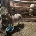 Kuc i osioł w żywej szopce - Radio Kielce Żywa szopka w Sandomierzu / Fot. Grażyna Szlęzak-Wójcik - Radio Kielce