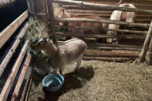 Żywa szopka w Sandomierzu / Fot. Grażyna Szlęzak-Wójcik - Radio Kielce