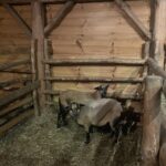 Kuc i osioł w żywej szopce - Radio Kielce Żywa szopka w Sandomierzu / Fot. Grażyna Szlęzak-Wójcik - Radio Kielce