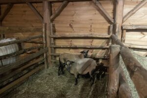 Żywa szopka w Sandomierzu / Fot. Grażyna Szlęzak-Wójcik - Radio Kielce