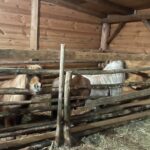 Kuc i osioł w żywej szopce - Radio Kielce Kuc i osioł w żywej szopce