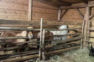 Kuc i osioł w żywej szopce