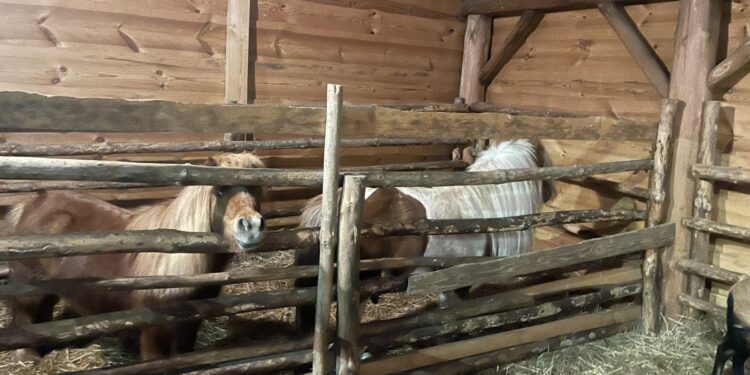 Kuc i osioł w żywej szopce