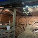 Kuc i osioł w żywej szopce - Radio Kielce Żywa szopka w Sandomierzu / Fot. Grażyna Szlęzak-Wójcik - Radio Kielce