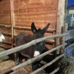 Kuc i osioł w żywej szopce - Radio Kielce Żywa szopka w Sandomierzu / Fot. Grażyna Szlęzak-Wójcik - Radio Kielce