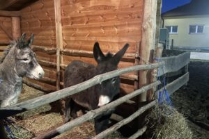 Żywa szopka w Sandomierzu / Fot. Grażyna Szlęzak-Wójcik - Radio Kielce