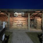 Kuc i osioł w żywej szopce - Radio Kielce Żywa szopka w Sandomierzu / Fot. Grażyna Szlęzak-Wójcik - Radio Kielce