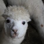 Żywa szopka w lisowskim ZOO