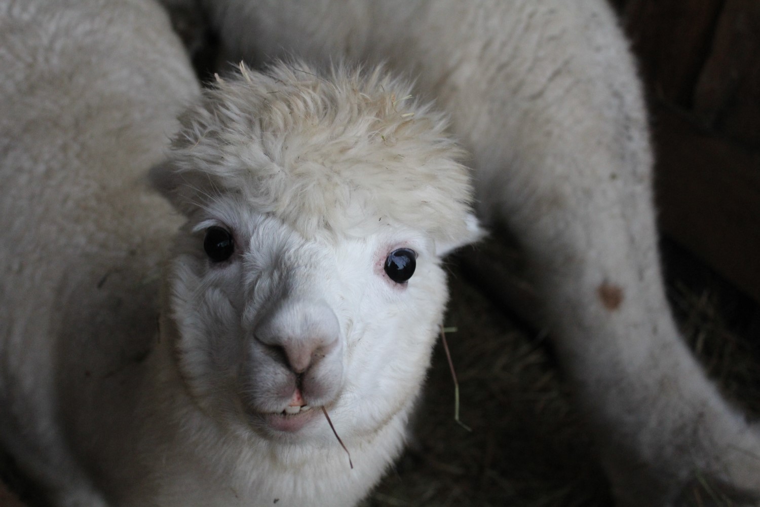 Żywa szopka w lisowskim ZOO