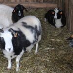 20.12.2025. Lisów. Zoo. Żywa szopka / Fot. Marta Gajda-Kruk - Radio Kielce