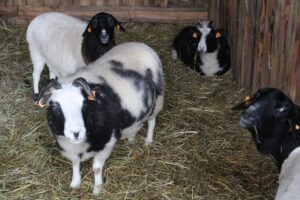 20.12.2025. Lisów. Zoo. Żywa szopka / Fot. Marta Gajda-Kruk - Radio Kielce