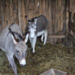 20.12.2025. Lisów. Zoo. Żywa szopka / Fot. Marta Gajda-Kruk - Radio Kielce