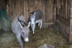20.12.2025. Lisów. Zoo. Żywa szopka / Fot. Marta Gajda-Kruk - Radio Kielce