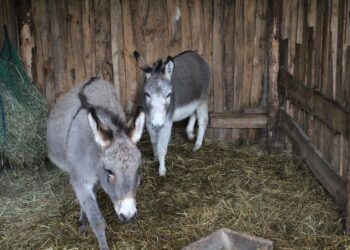 Żywa szopka w lisowskim ZOO - Radio Kielce 20.12.2025. Lisów. Zoo. Żywa szopka / Fot. Marta Gajda-Kruk - Radio Kielce
