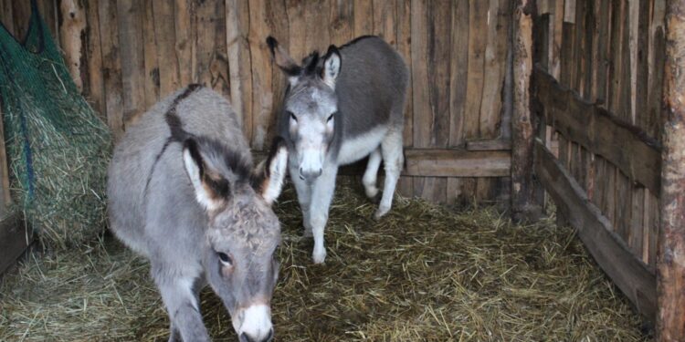 20.12.2025. Lisów. Zoo. Żywa szopka / Fot. Marta Gajda-Kruk - Radio Kielce