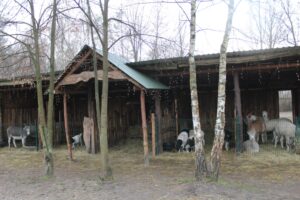 20.12.2025. Lisów. Zoo. Żywa szopka / Fot. Marta Gajda-Kruk - Radio Kielce