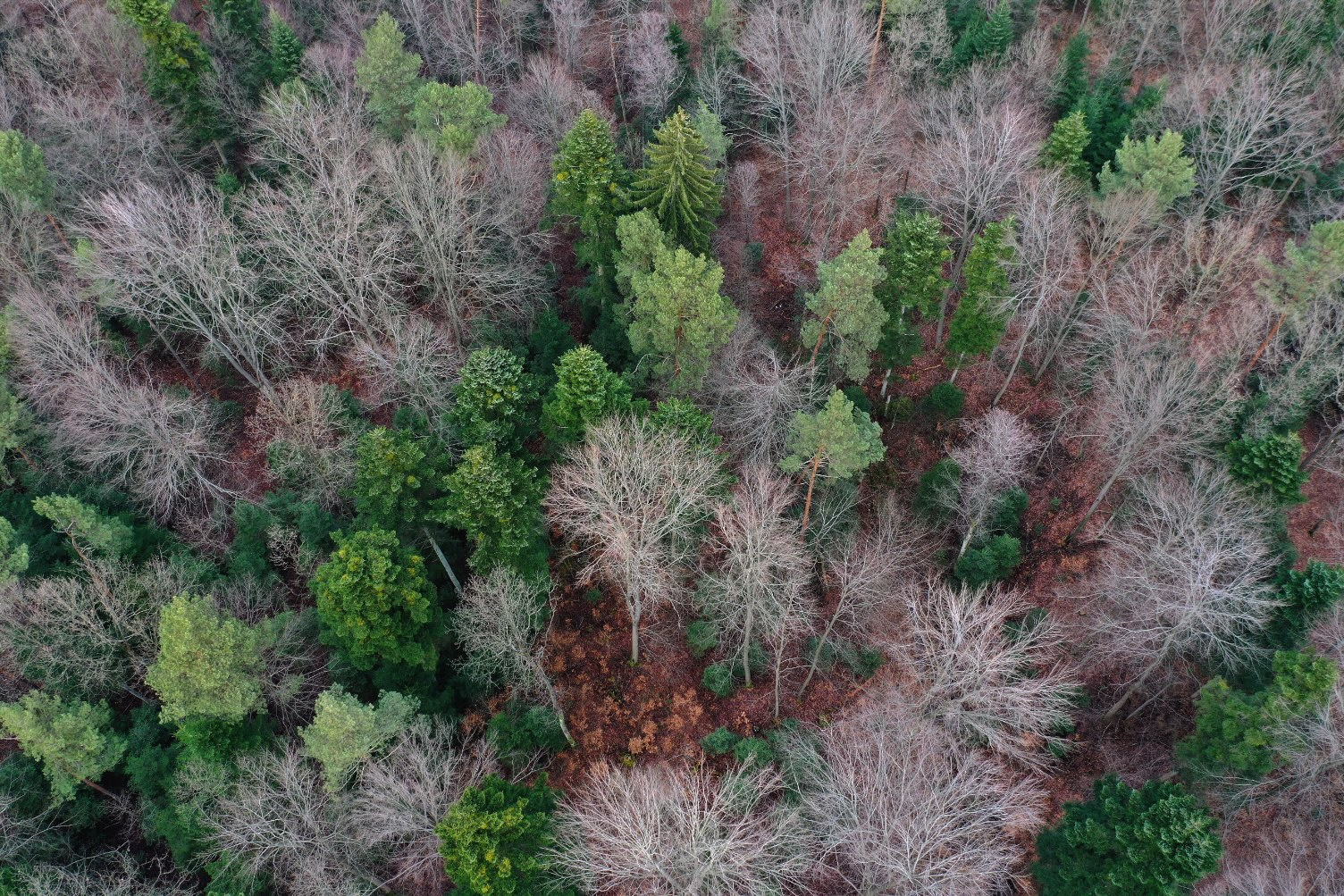 Jeden z największych w Polsce rezerwatów powstał niedaleko Kielc