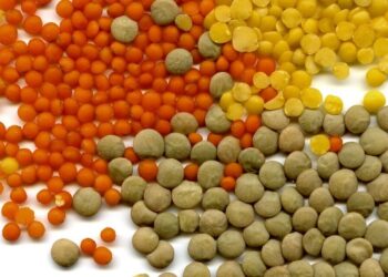 Dlaczego soczewica? Jest smaczna i zdrowa