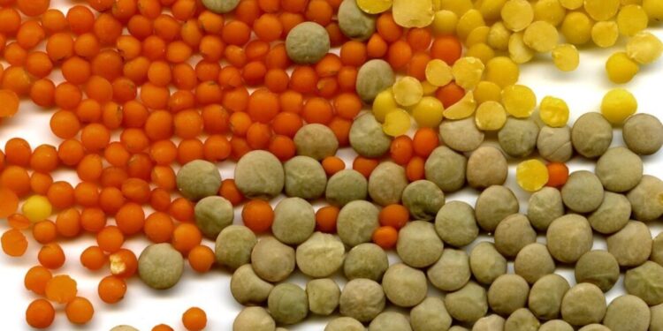 Dlaczego soczewica? Jest smaczna i zdrowa