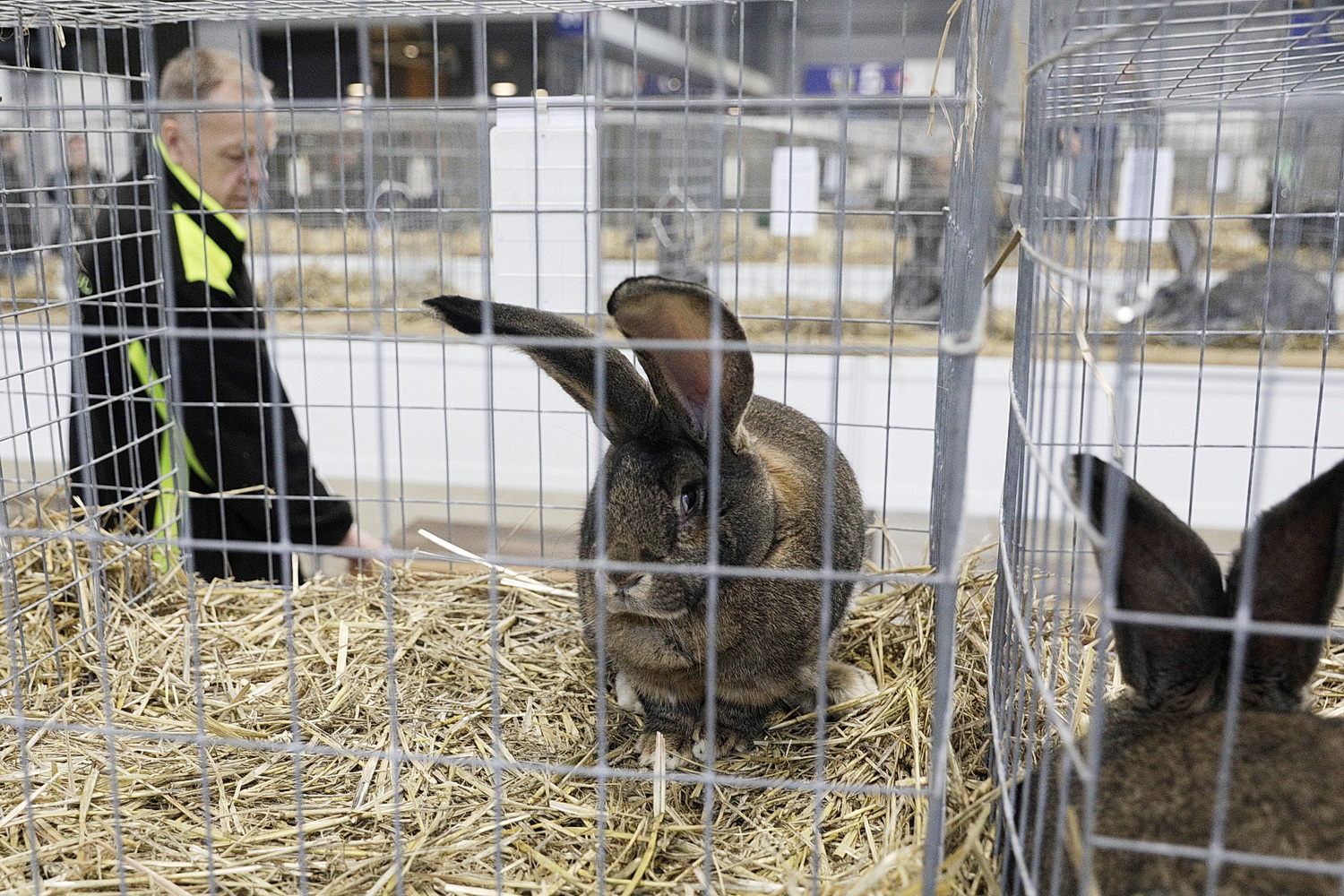 Targi Kielce. Wystawa królików