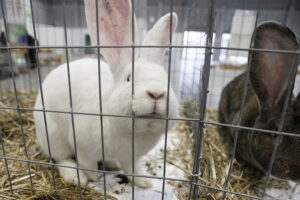 Króliki ujęły serca najmłodszych - Radio Kielce Króliki ujęły serca najmłodszych - Radio Kielce