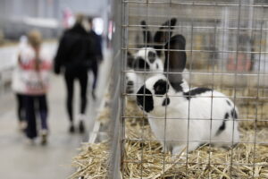 Króliki ujęły serca najmłodszych - Radio Kielce Króliki ujęły serca najmłodszych - Radio Kielce