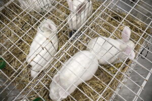 Króliki ujęły serca najmłodszych - Radio Kielce Króliki ujęły serca najmłodszych - Radio Kielce