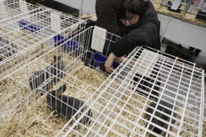 Króliki ujęły serca najmłodszych - Radio Kielce Króliki ujęły serca najmłodszych - Radio Kielce