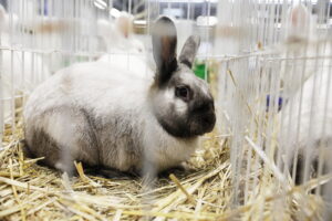 Króliki ujęły serca najmłodszych - Radio Kielce Króliki ujęły serca najmłodszych - Radio Kielce