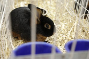 Króliki ujęły serca najmłodszych - Radio Kielce Króliki ujęły serca najmłodszych - Radio Kielce