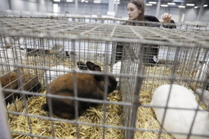 Króliki ujęły serca najmłodszych - Radio Kielce Króliki ujęły serca najmłodszych - Radio Kielce